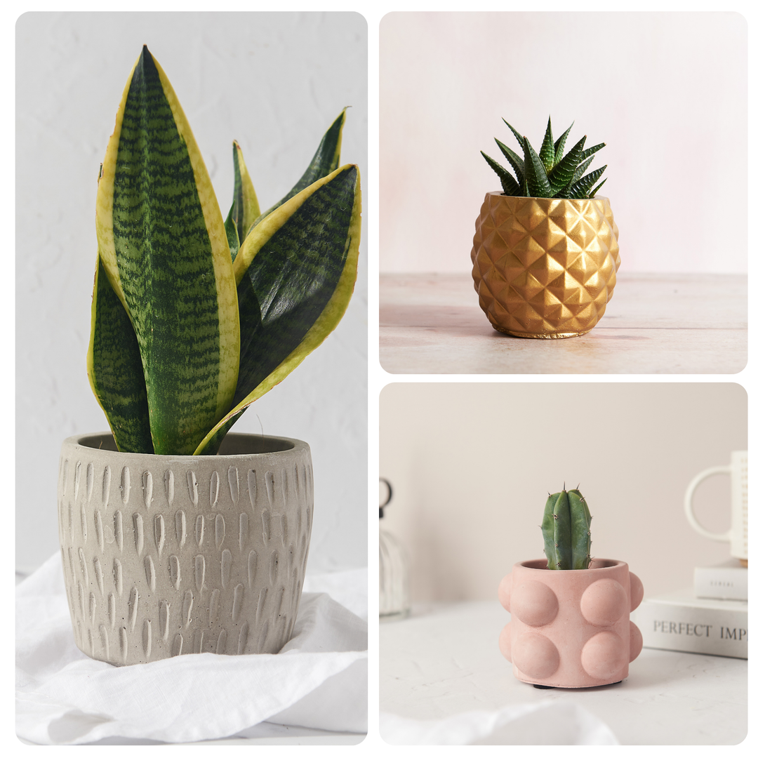 Plant Lover Bundle