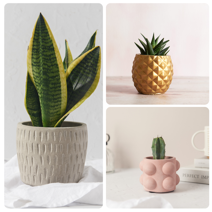 Plant Lover Bundle