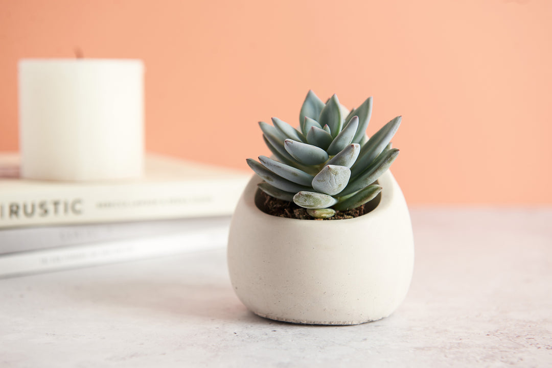 Raindrop Plant Pot