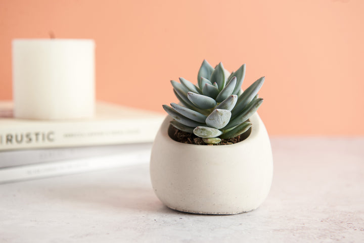 Raindrop Plant Pot