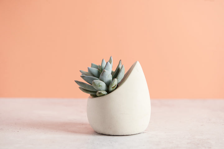 Raindrop Plant Pot