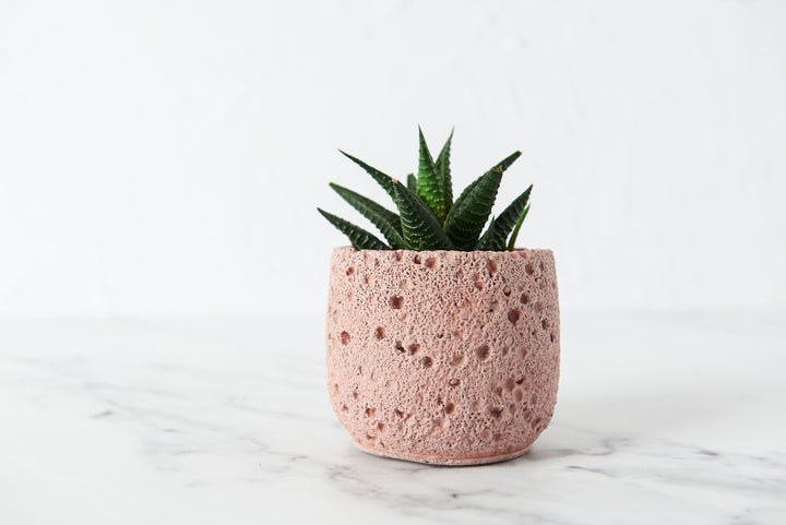 Volcanic Style Concrete Plant Pot