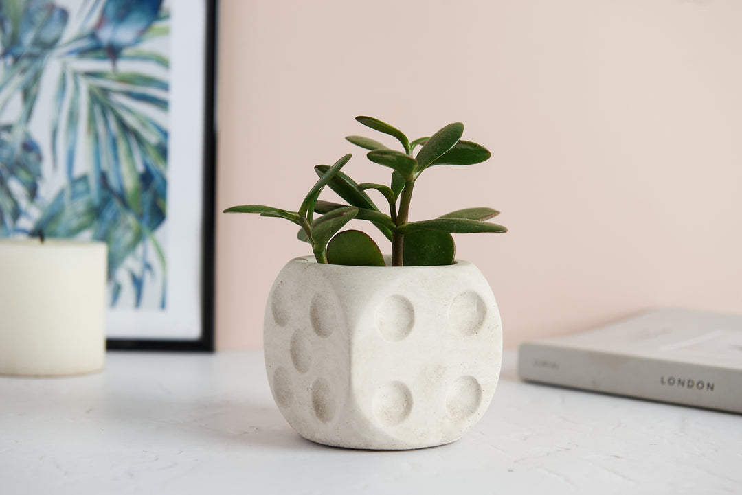 Dice Shaped Concrete Planter