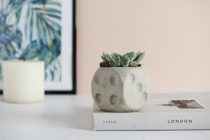 Dice Shaped Concrete Planter