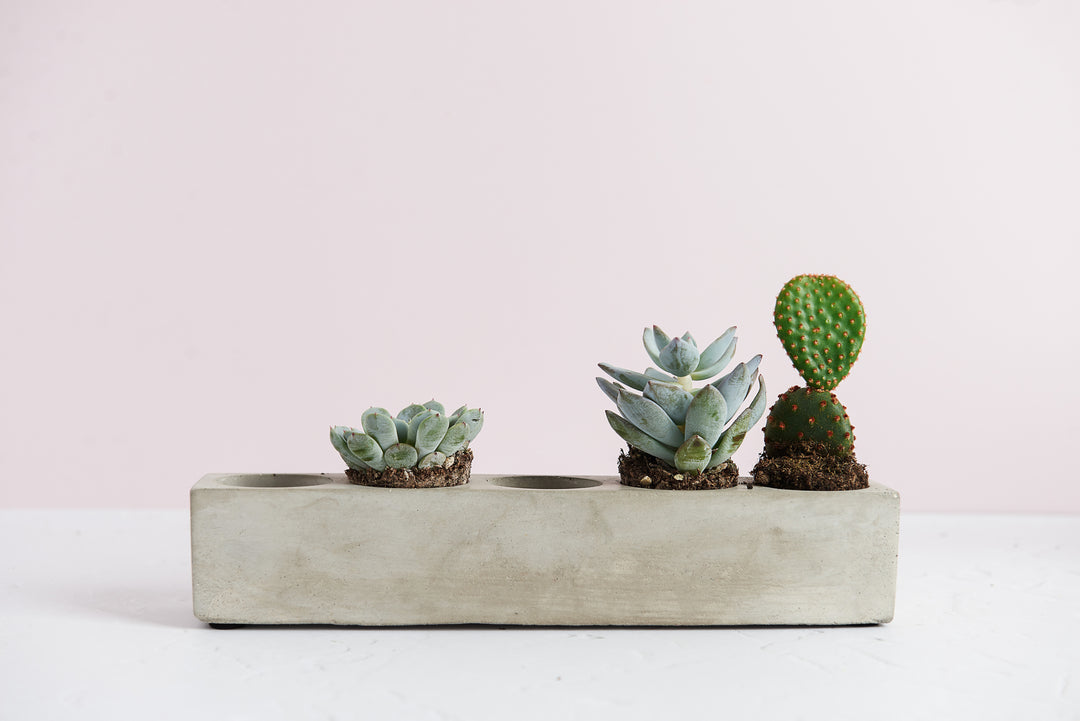 Rectangular 5 Plant Planter