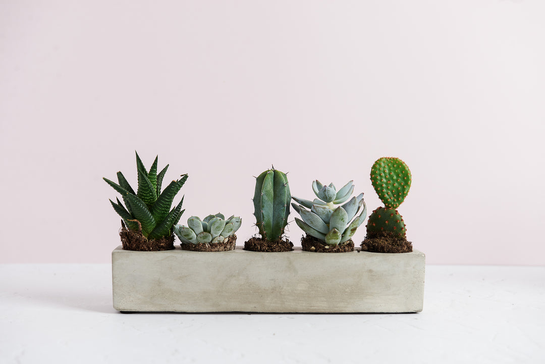 Rectangular 5 Plant Planter