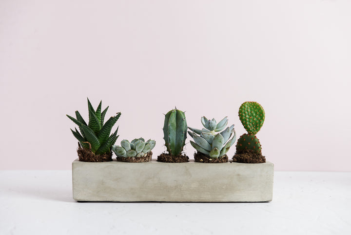 Rectangular 5 Plant Planter