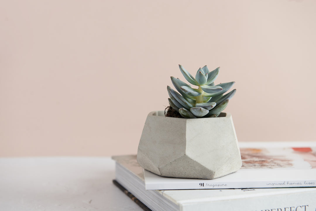Geometric Planter Bundle