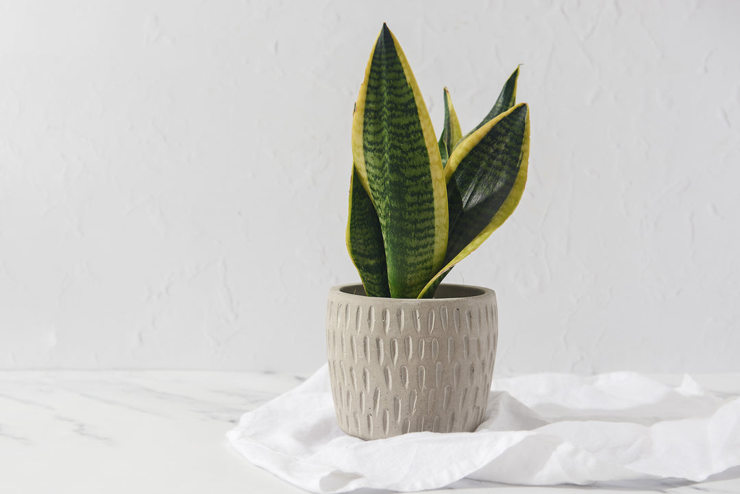 Plant Lover Bundle