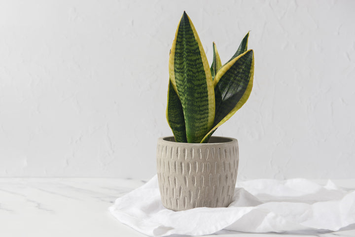 Plant Lover Bundle