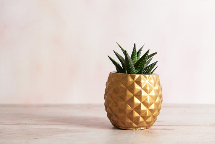 Plant Lover Bundle