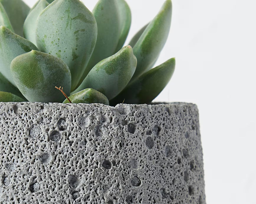 Volcanic Style Concrete Plant Pot